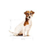 SHN MINI MATURE+8 - ADULTO.png